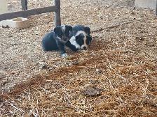Border collie - Photo 2