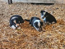 Border collie - Photo 3