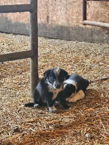 Border collie - Photo 4