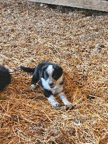 Border collie - Photo 5