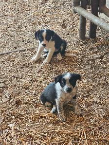 Border collie - Photo 7