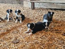 Border collie - Photo 8