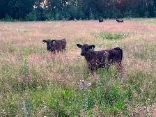 Twin angus steer calves