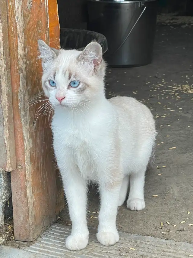 Handsome Siamese kitten for sale