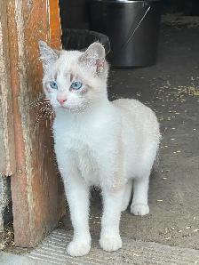 Handsome Siamese kitten for sale