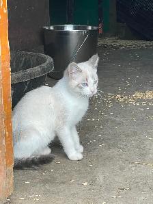 Handsome Siamese kitten for sale - Photo 2