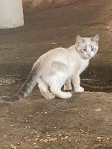 Handsome Siamese kitten for sale - Photo 3