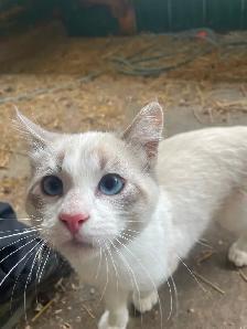 Handsome Siamese kitten for sale - Photo 4