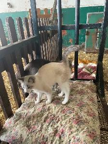 Handsome Siamese kitten for sale - Photo 5