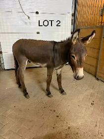 donkeys!!