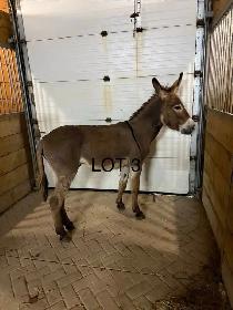 donkeys!! - Photo 2