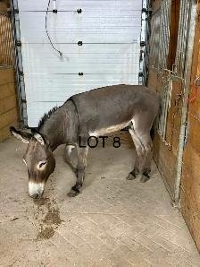donkeys!! - Photo 4
