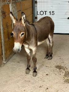 donkeys!! - Photo 10
