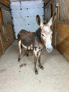 donkeys! - Photo 3