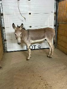 donkeys! - Photo 5