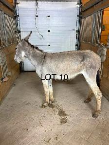donkeys! - Photo 6
