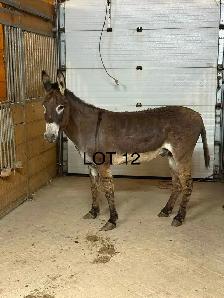 donkeys! - Photo 7