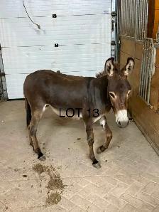 donkeys! - Photo 8