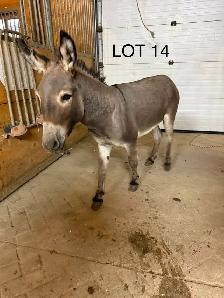 donkeys! - Photo 9