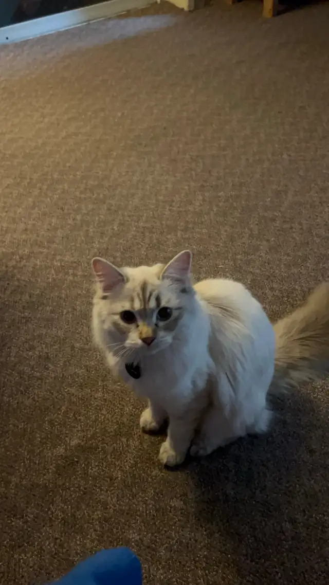 male cat needed to mate with my beautiful girl
