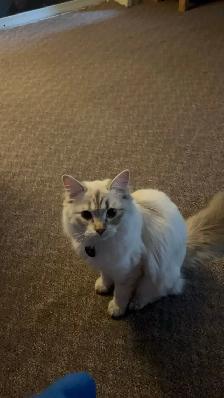 male cat needed to mate with my beautiful girl