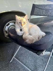 male cat needed to mate with my beautiful girl - Photo 2
