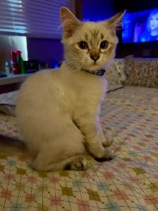 male cat needed to mate with my beautiful girl - Photo 4