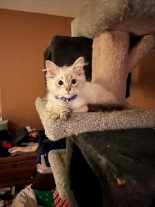 male cat needed to mate with my beautiful girl - Photo 5