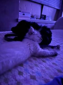 male cat needed to mate with my beautiful girl - Photo 7
