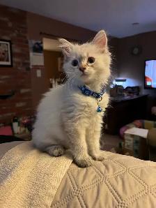 male cat needed to mate with my beautiful girl - Photo 8