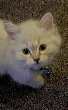 male cat needed to mate with my beautiful girl - Photo 9