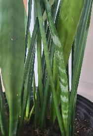 SNAKE PLANT & STAND - Photo 6