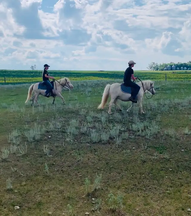 Molly & Polly - Quiet, Broke pony pair