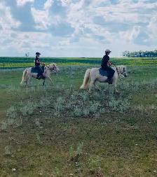 Molly & Polly - Quiet, Broke pony pair