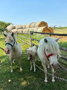 Molly & Polly - Quiet, Broke pony pair - Photo 2