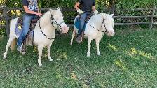 Molly & Polly - Quiet, Broke pony pair - Photo 3