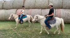 Molly & Polly - Quiet, Broke pony pair - Photo 4