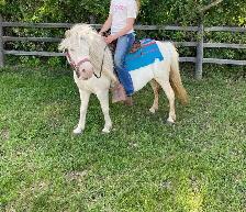 Molly & Polly - Quiet, Broke pony pair - Photo 5