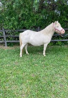 Molly & Polly - Quiet, Broke pony pair - Photo 6