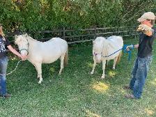 Molly & Polly - Quiet, Broke pony pair - Photo 7
