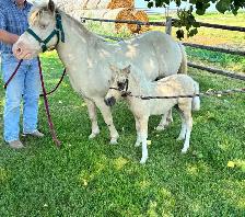 Molly & Polly - Quiet, Broke pony pair - Photo 8