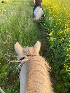 Molly & Polly - Quiet, Broke pony pair - Photo 9