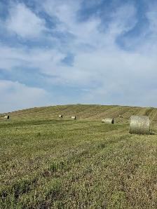 HAY FOR SALE