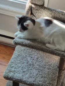 2 year old female cat available - Photo 2