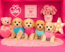 Teddy Bear Tiny Toy & Toy Maltese x pups 647-838-6762