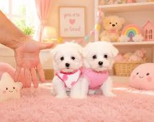Teddy Bear Tiny Toy & Toy Maltese x pups 647-838-6762 - Photo 2