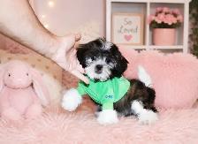 Teddy Bear Tiny Toy & Toy Maltese x pups 647-838-6762 - Photo 4