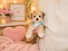 Teddy Bear Tiny Toy & Toy Maltese x pups 647-838-6762 - Photo 5