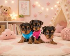 Teddy Bear Tiny Toy & Toy Maltese x pups 647-838-6762 - Photo 6