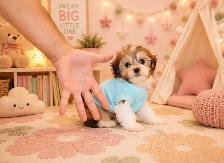 Teddy Bear Tiny Toy & Toy Maltese x pups 647-838-6762 - Photo 7